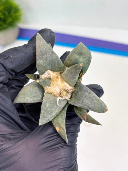 Retusus Furfuraceus (#9) | Very Rare Plant