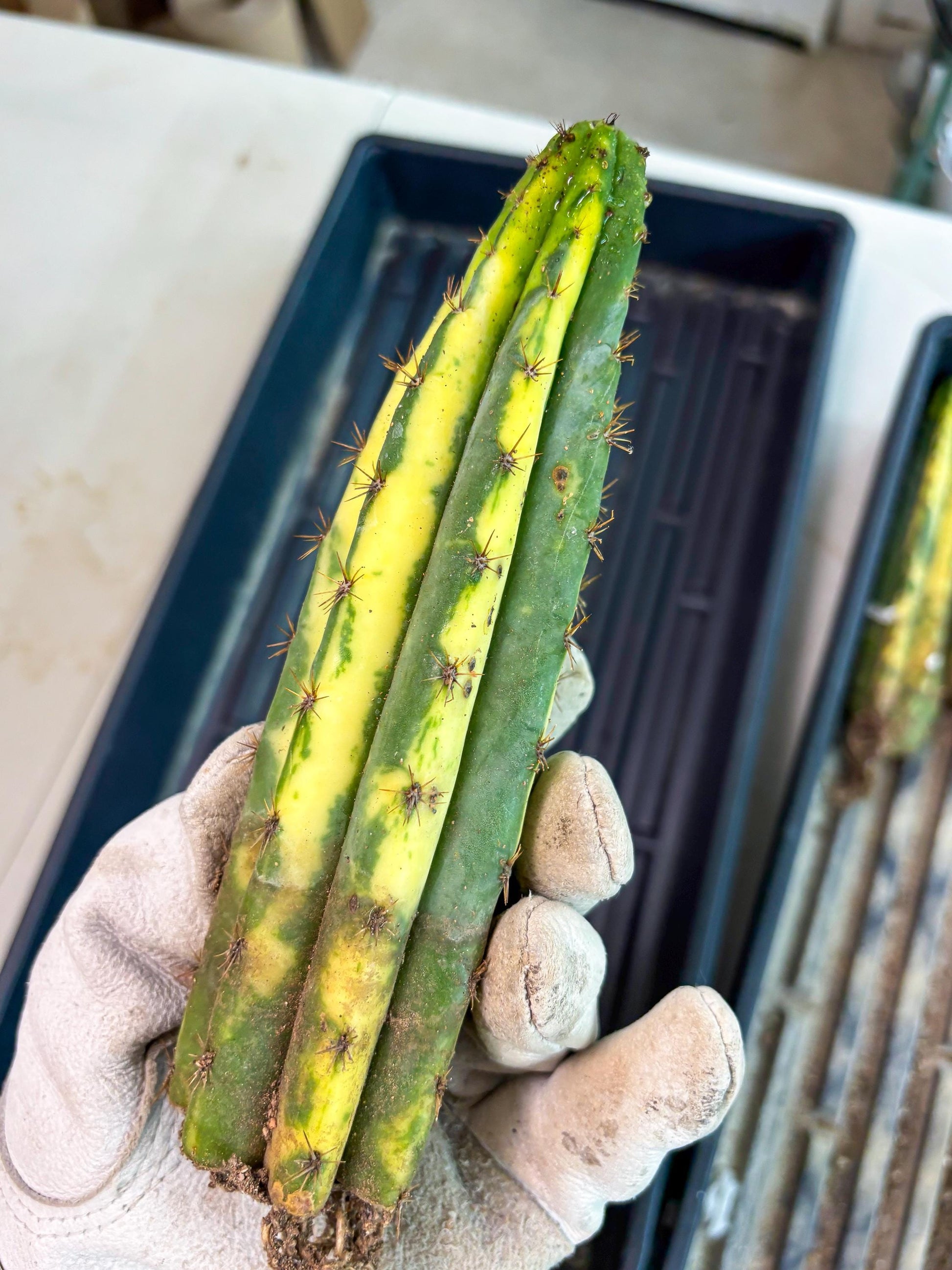 Cactus for Grafting Purposes (p) | Imported