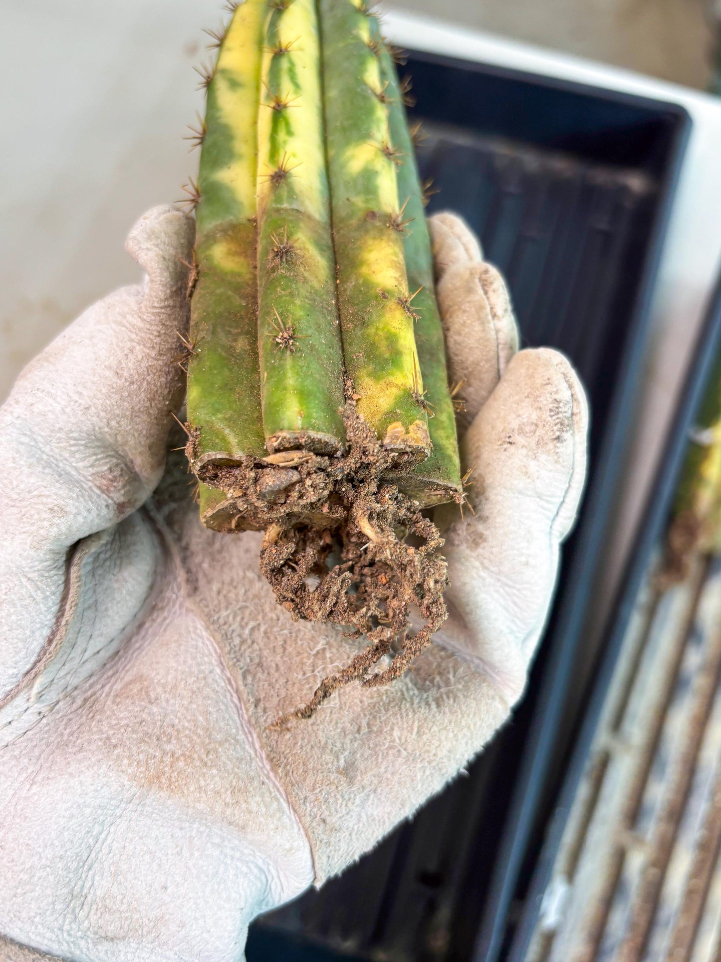 Cactus for Grafting Purposes (p) | Imported