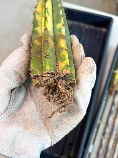 Cactus for Grafting Purposes (p) | Imported