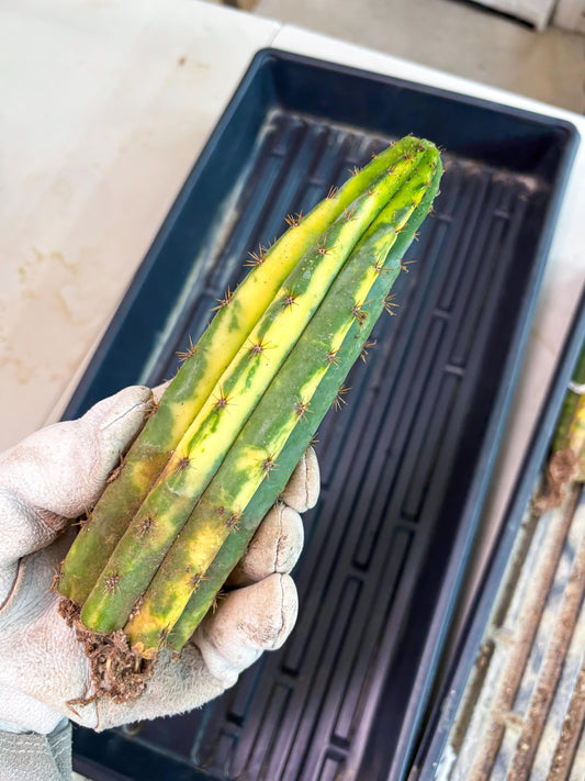 Cactus for Grafting Purposes (p) | Imported