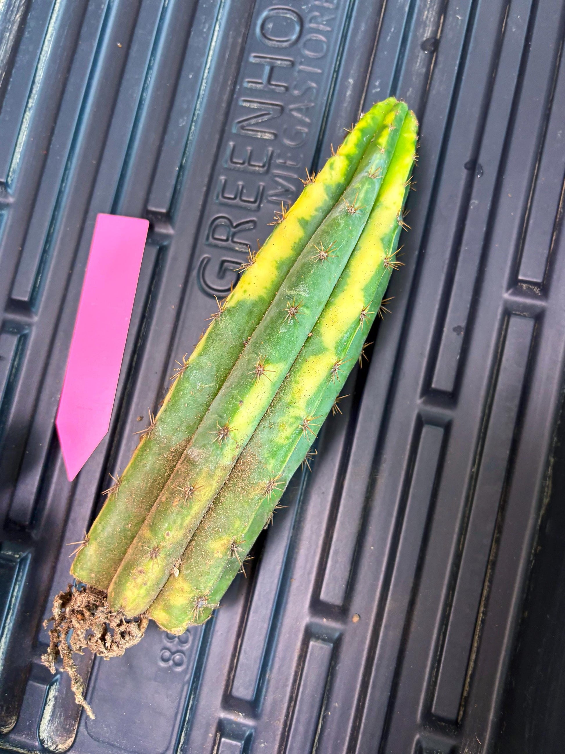 Cactus for Grafting Purposes (p) | Imported