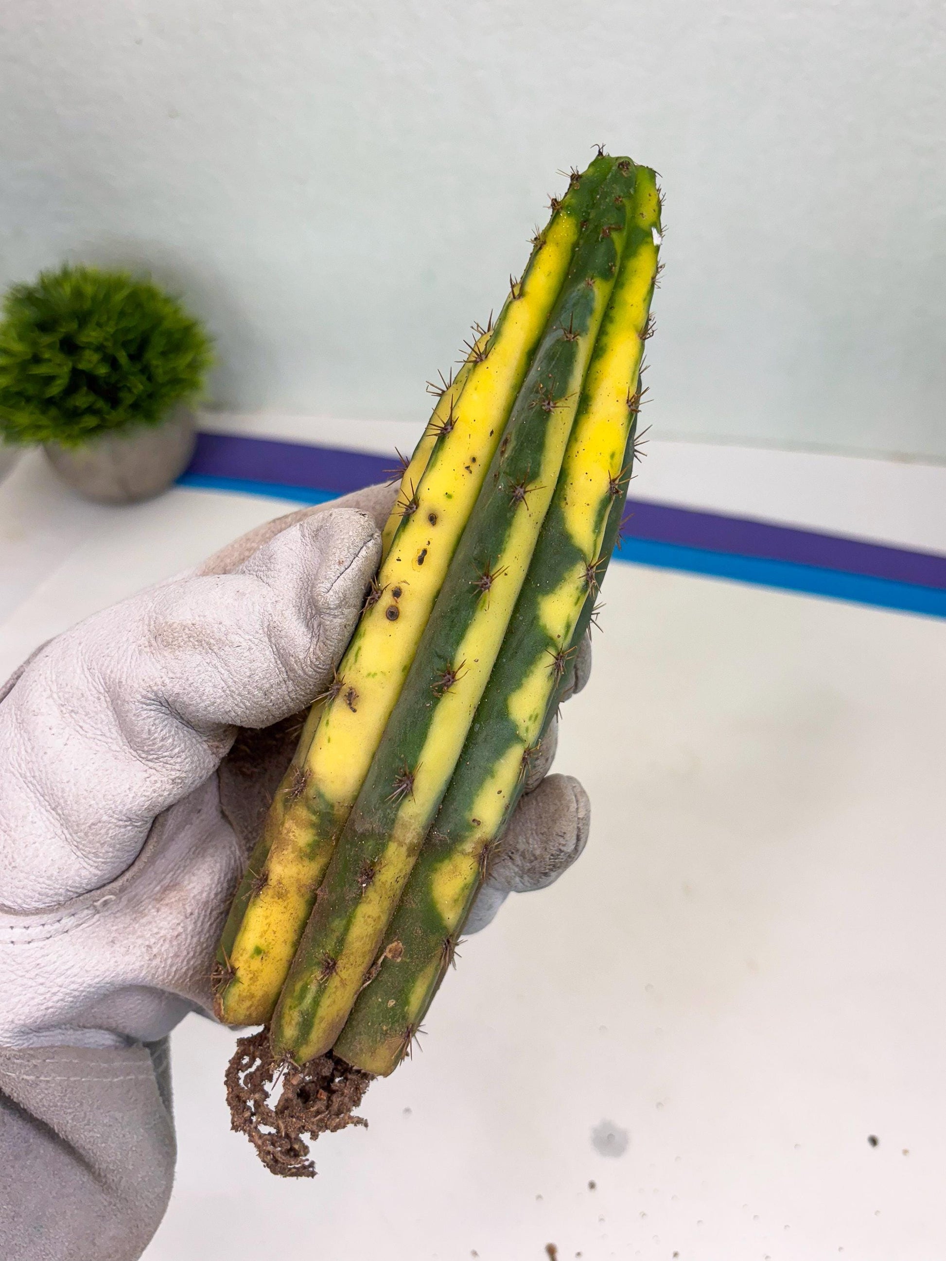 Cactus for Grafting Purposes (p) | Imported