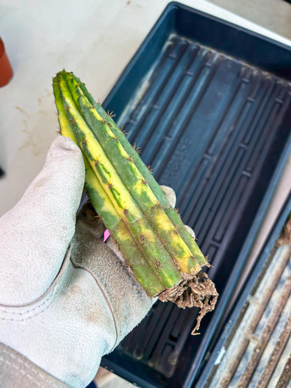 Cactus for Grafting Purposes (p) | Imported