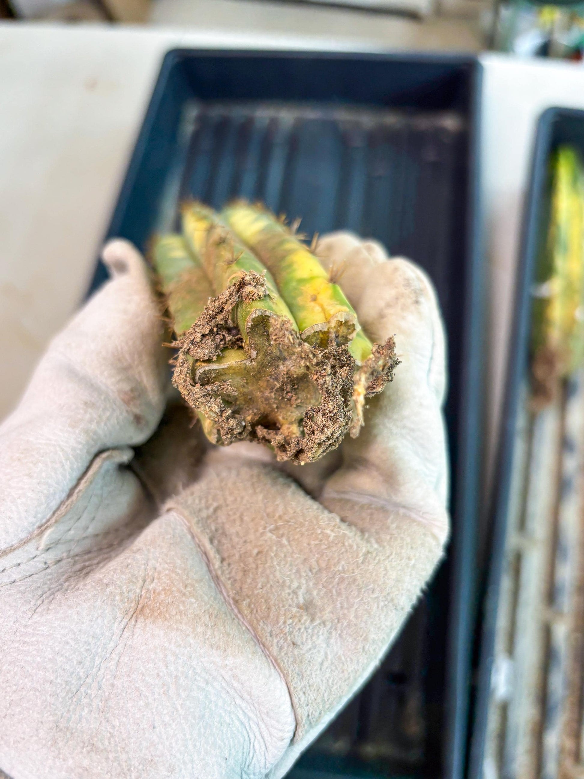 Cactus for Grafting Purposes (y) | Imported