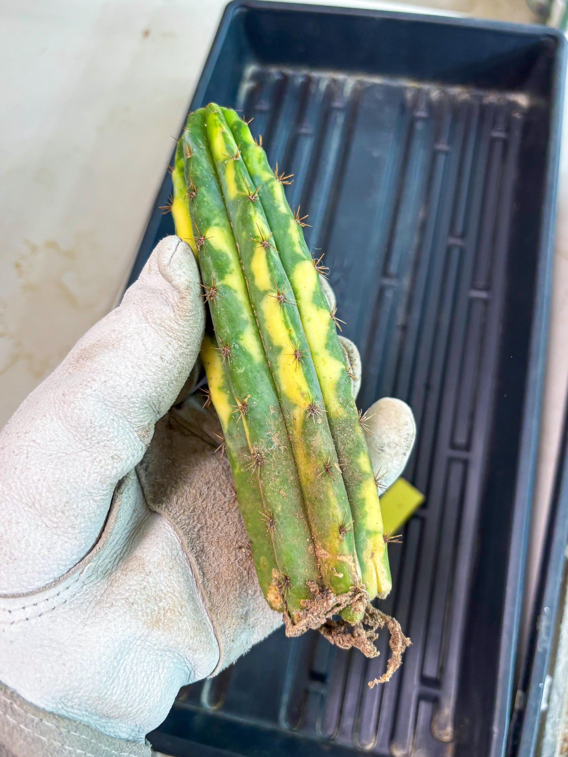 Cactus for Grafting Purposes (y) | Imported