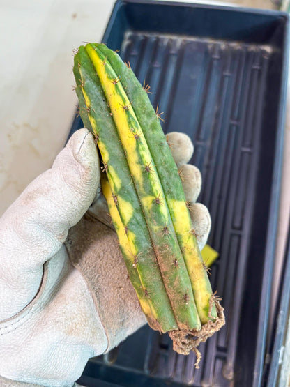 Cactus for Grafting Purposes (y) | Imported