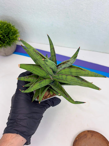 Sansevieria Nonlawee (g1) (4) | Imported Plant