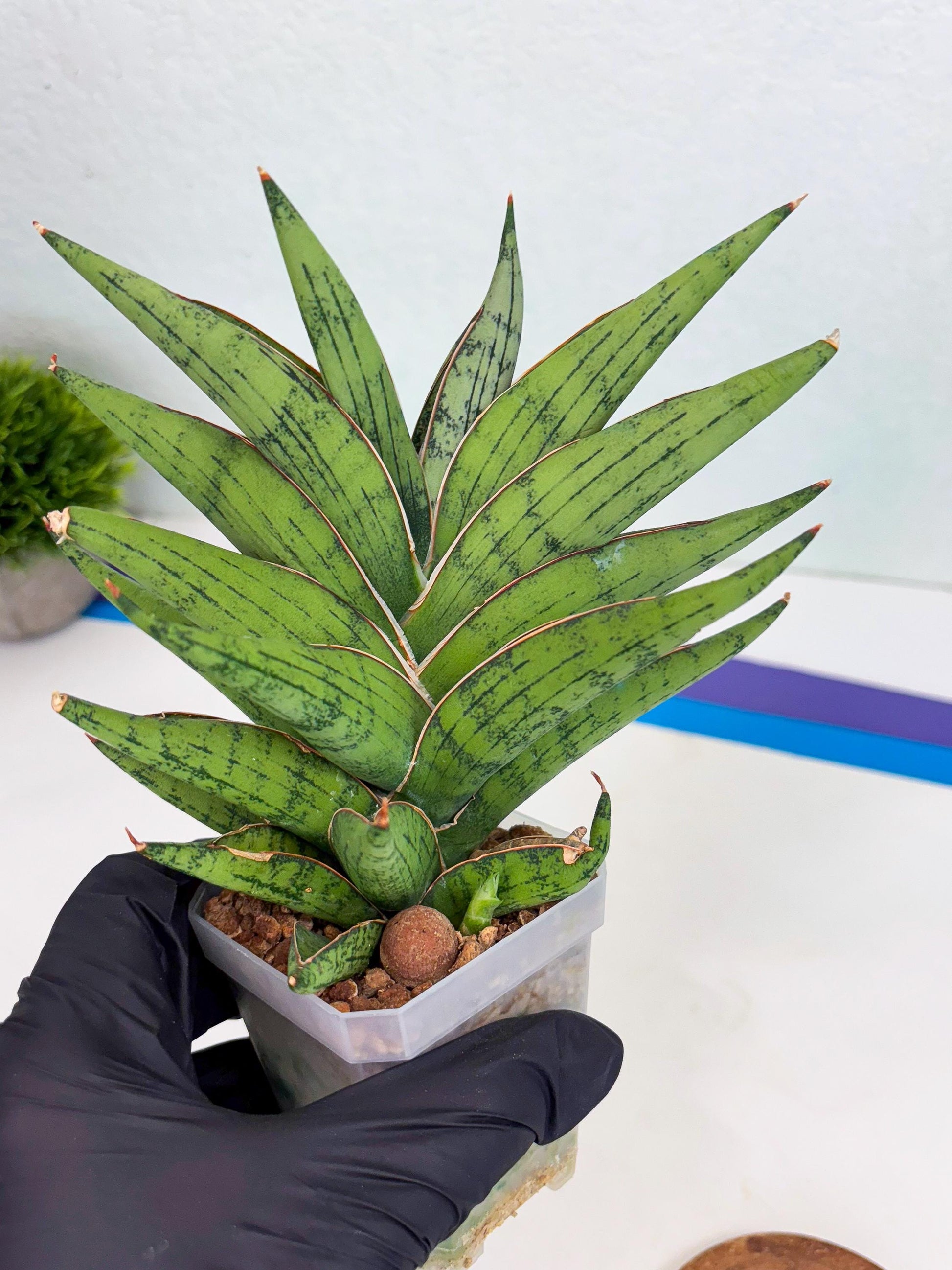 Sansevieria Nonlawee (g1) (4) | Imported Plant