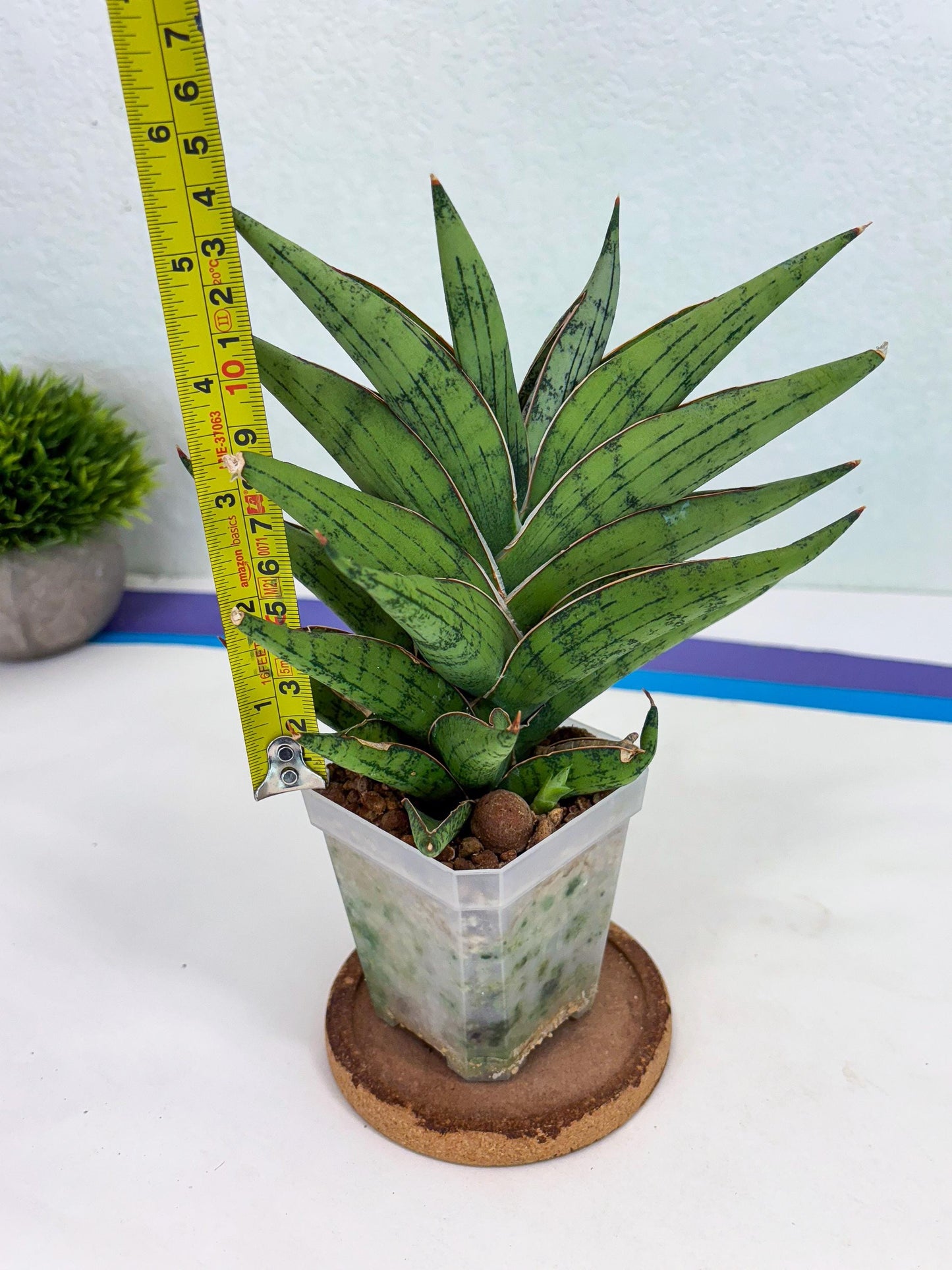 Sansevieria Nonlawee (g1) (4) | Imported Plant