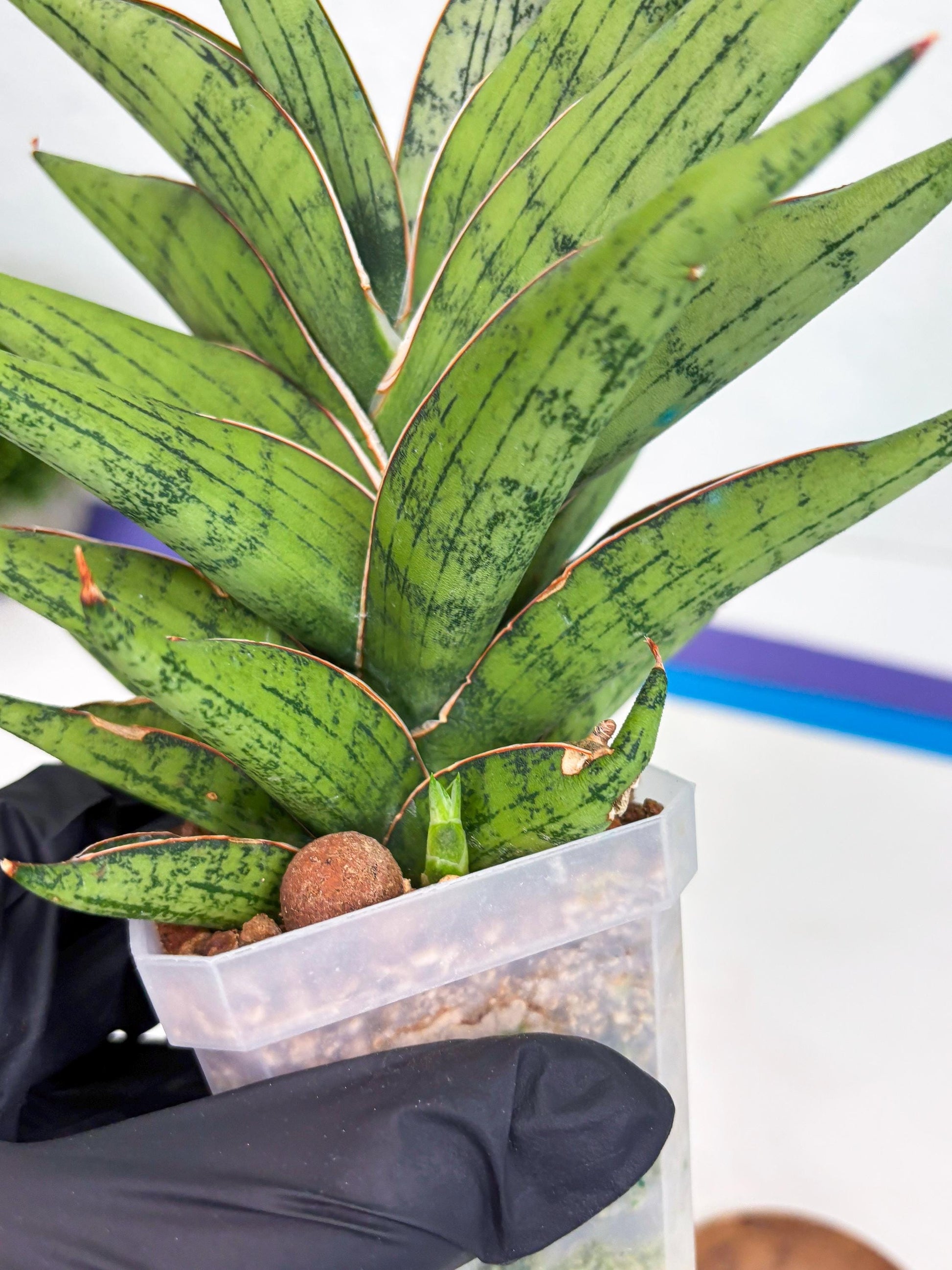 Sansevieria Nonlawee (g1) (4) | Imported Plant