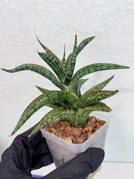 sansevieria fenomenal (g1) (5) | Imported Plant