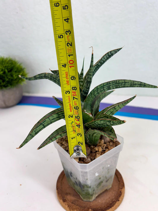 sansevieria fenomenal (g1) (5) | Imported Plant