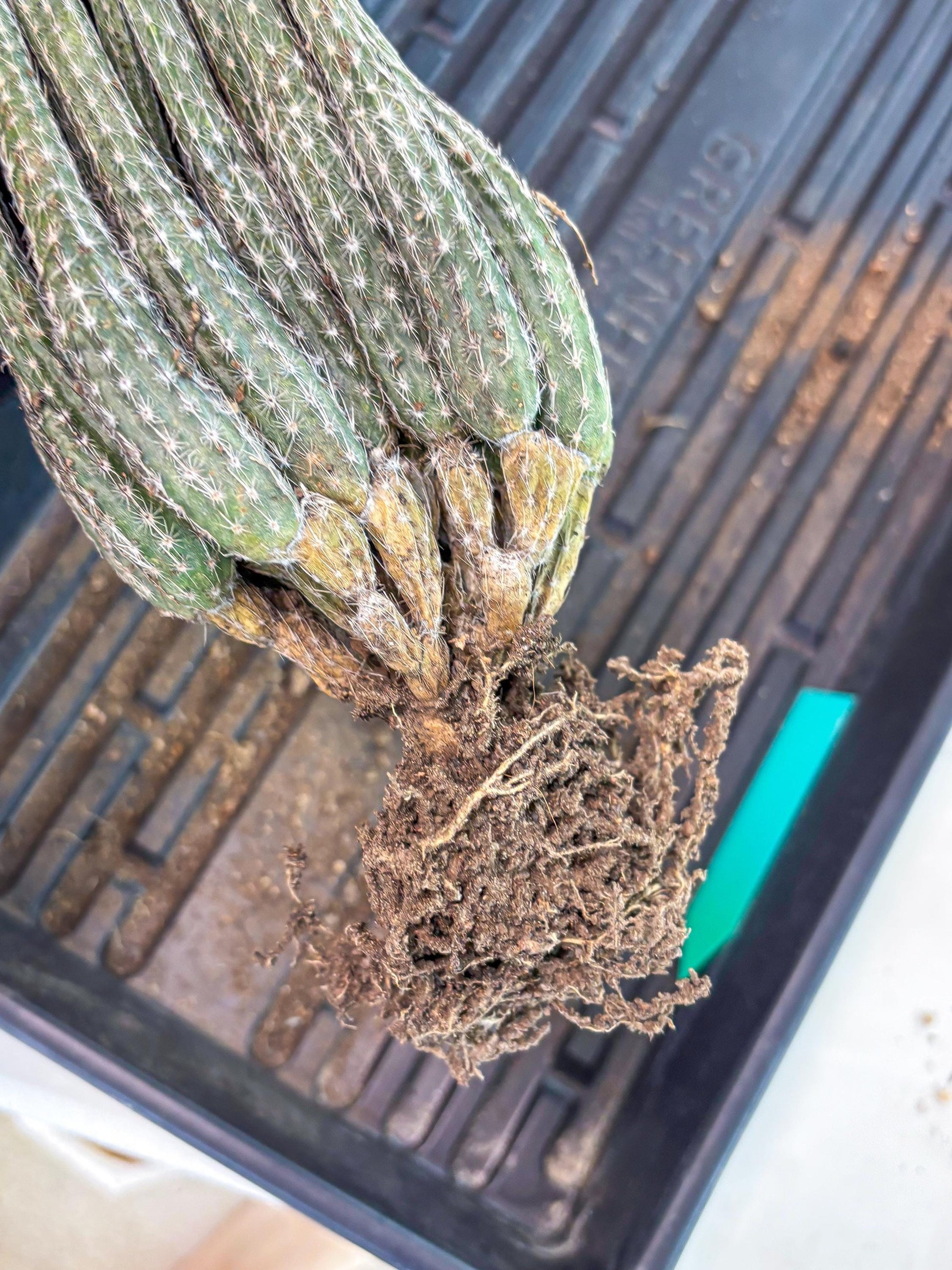 Dahlia Cactus - Wilcoxia poselgeri (Green) | Rare