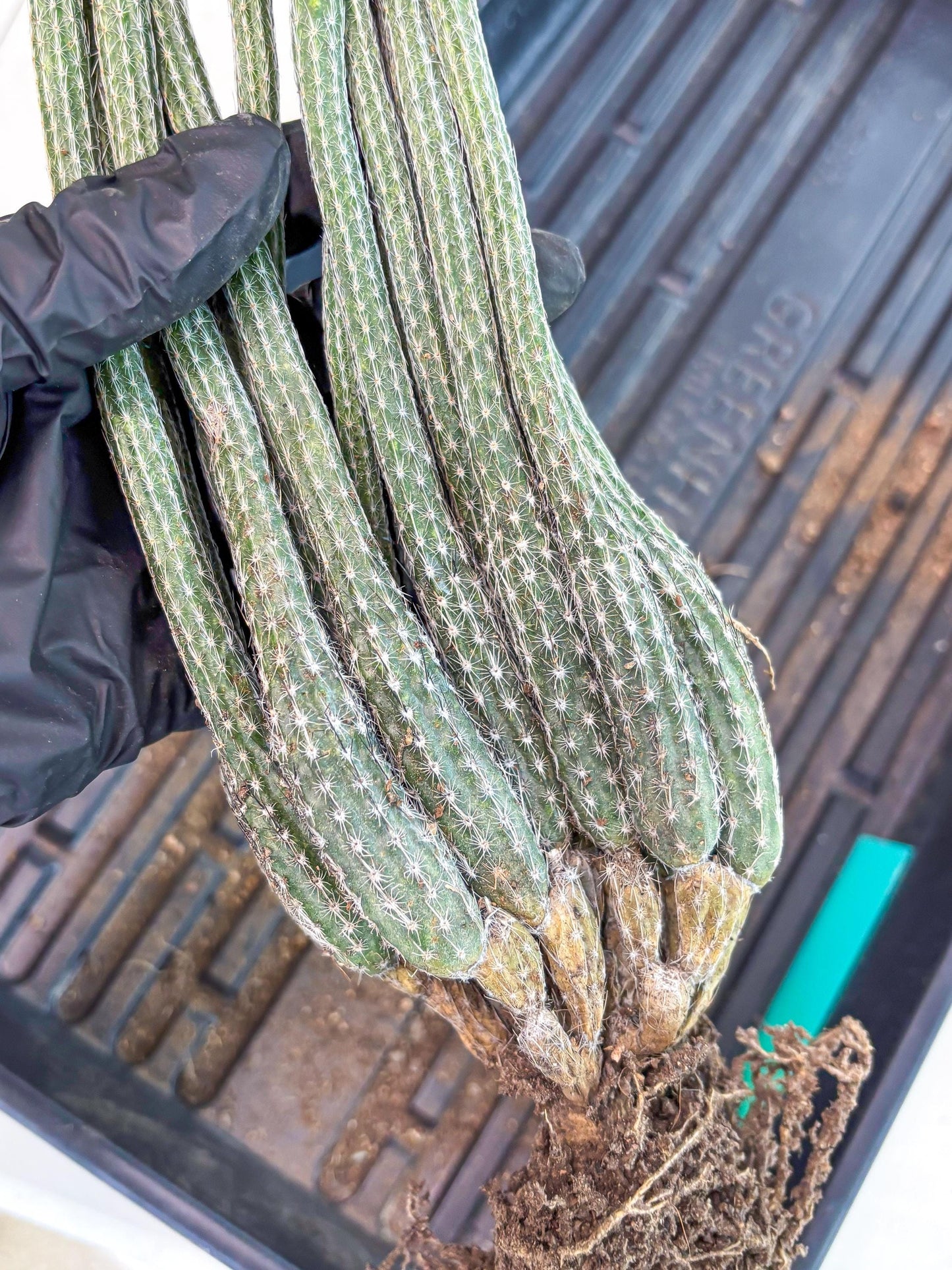 Dahlia Cactus - Wilcoxia poselgeri (Green) | Rare