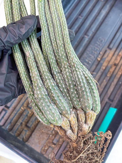 Dahlia Cactus - Wilcoxia poselgeri (Green) | Rare