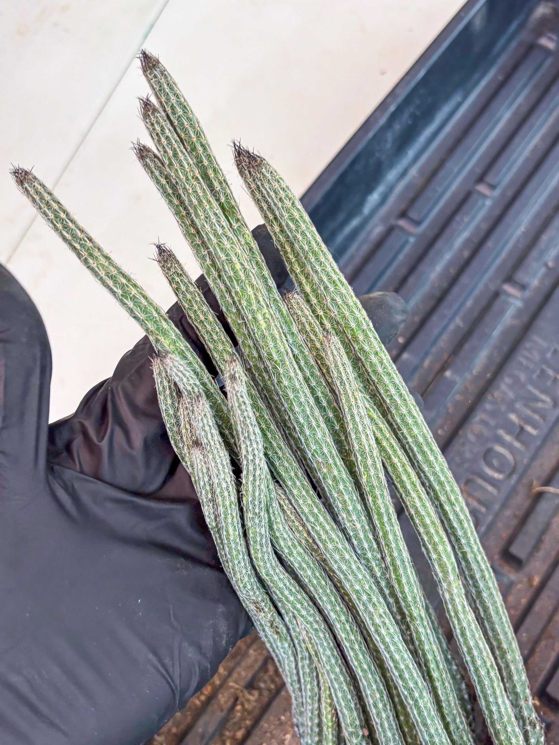 Dahlia Cactus - Wilcoxia poselgeri (Green) | Rare