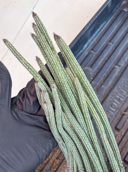 Dahlia Cactus - Wilcoxia poselgeri (Green) | Rare