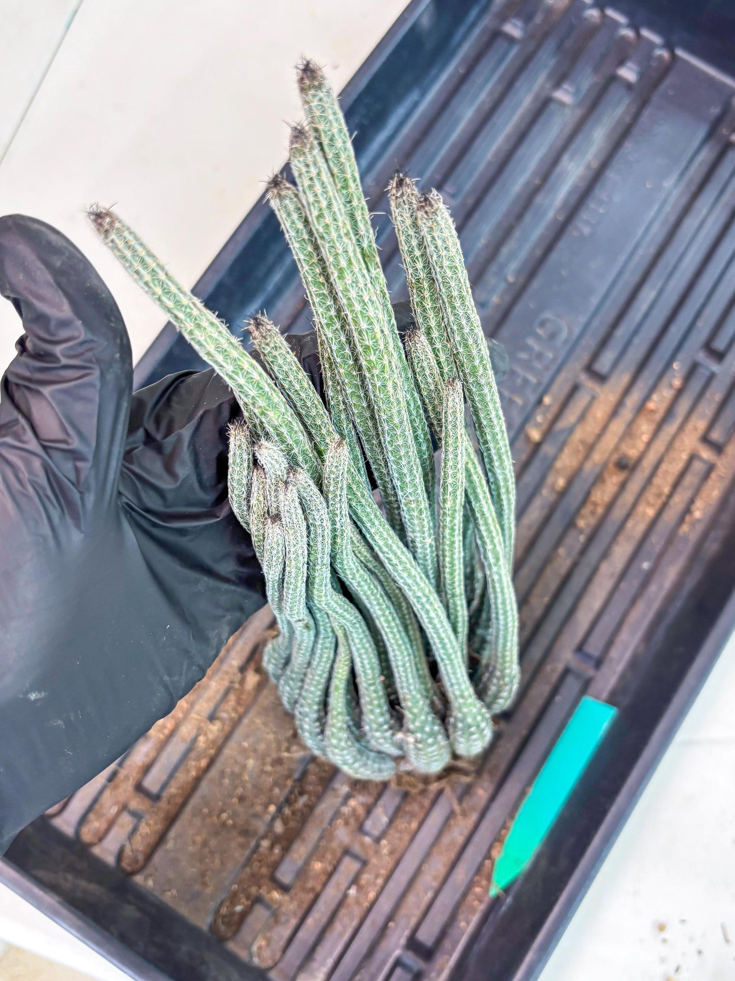 Dahlia Cactus - Wilcoxia poselgeri (Green) | Rare