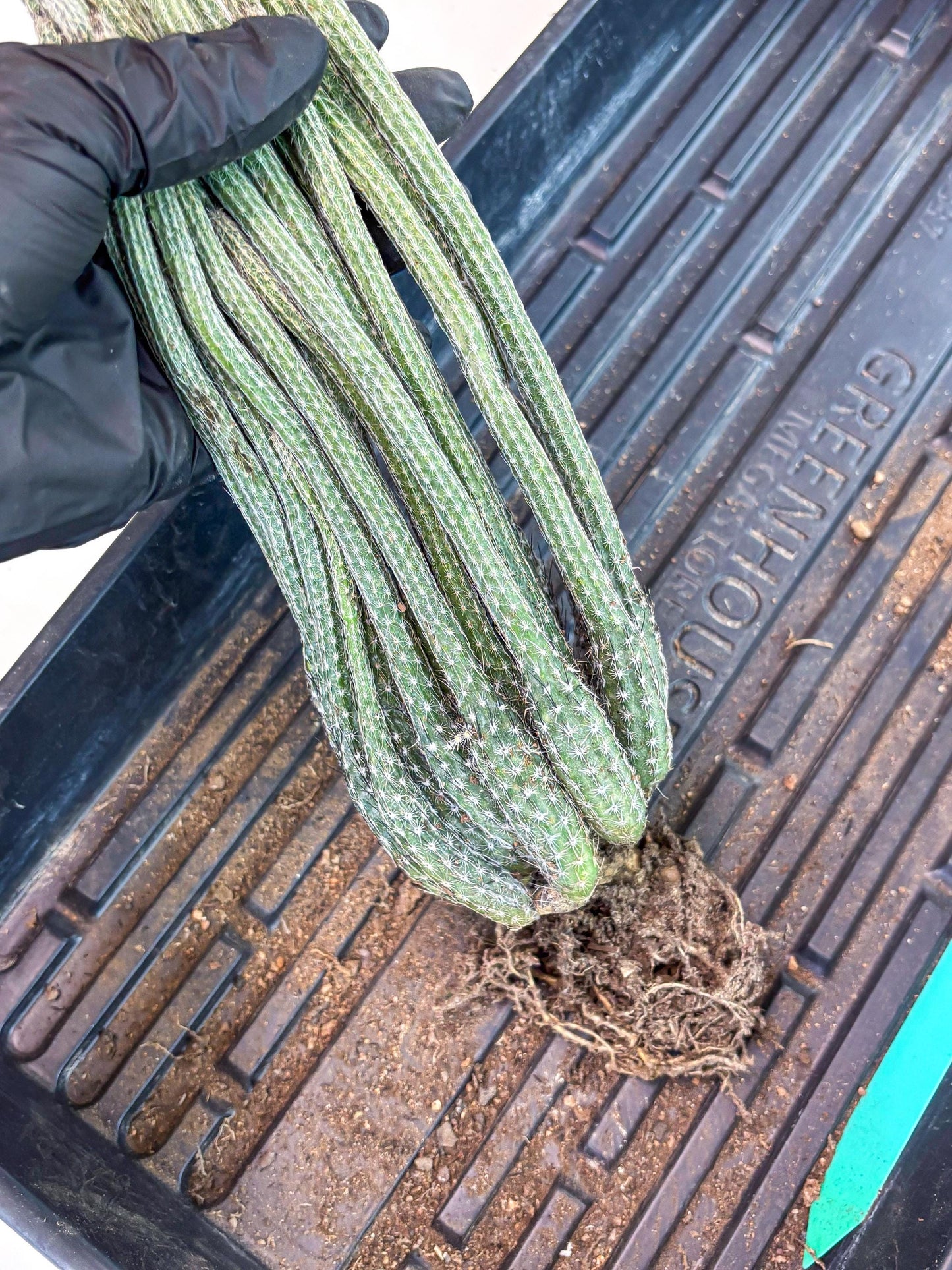 Dahlia Cactus - Wilcoxia poselgeri (Green) | Rare