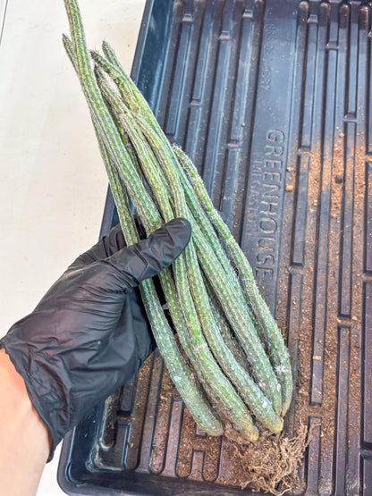 Dahlia Cactus - Wilcoxia poselgeri (Orange) | Rare