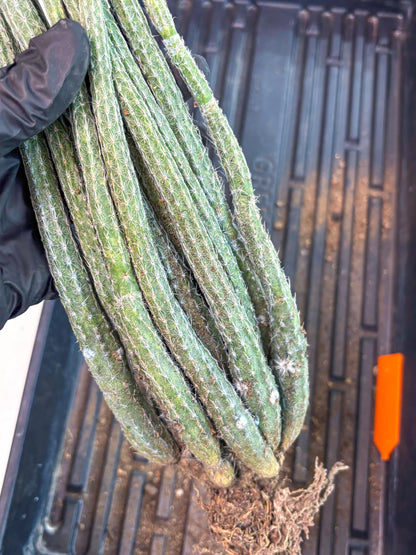 Dahlia Cactus - Wilcoxia poselgeri (Orange) | Rare