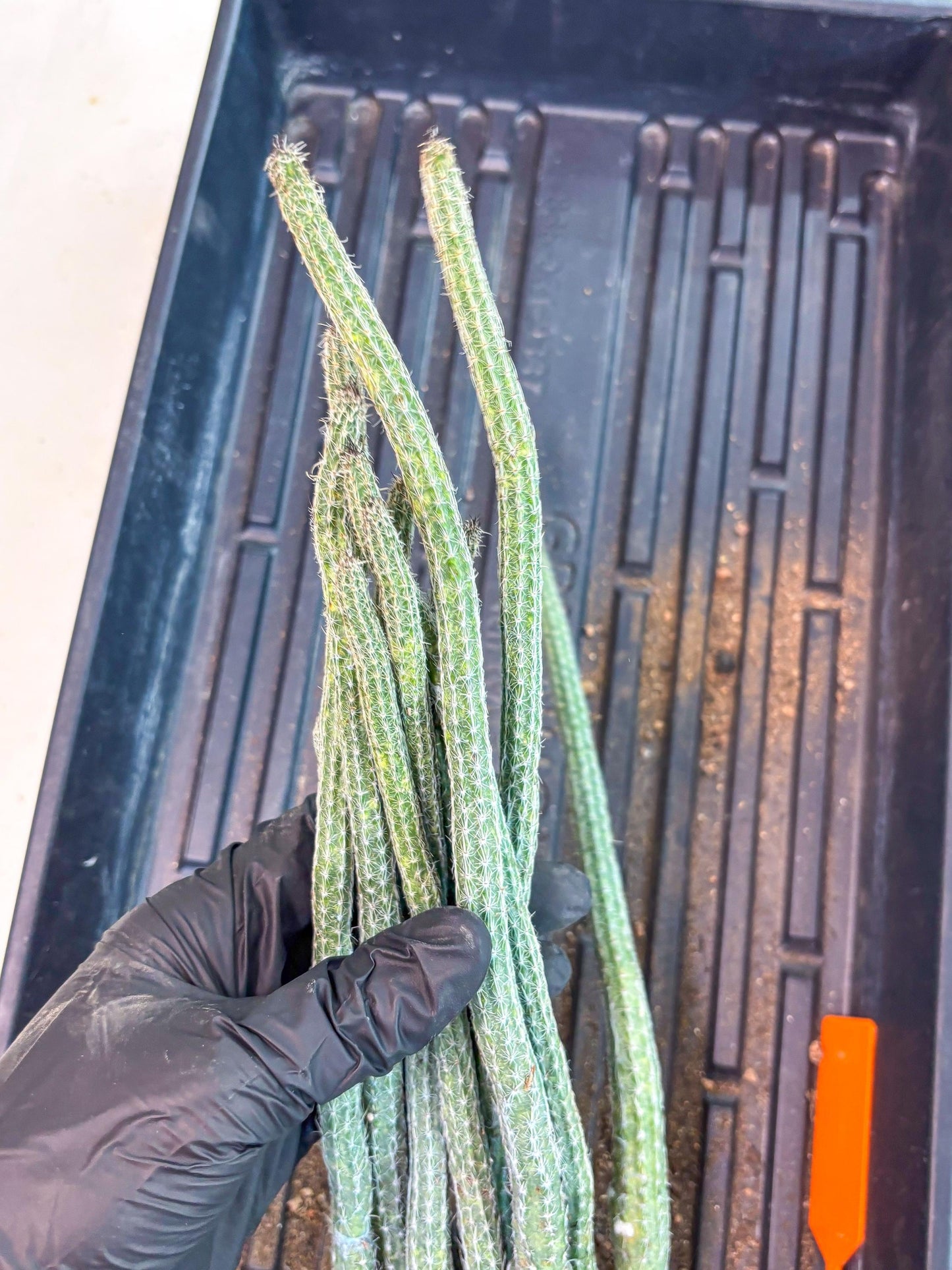 Dahlia Cactus - Wilcoxia poselgeri (Orange) | Rare