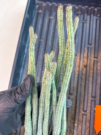 Dahlia Cactus - Wilcoxia poselgeri (Orange) | Rare