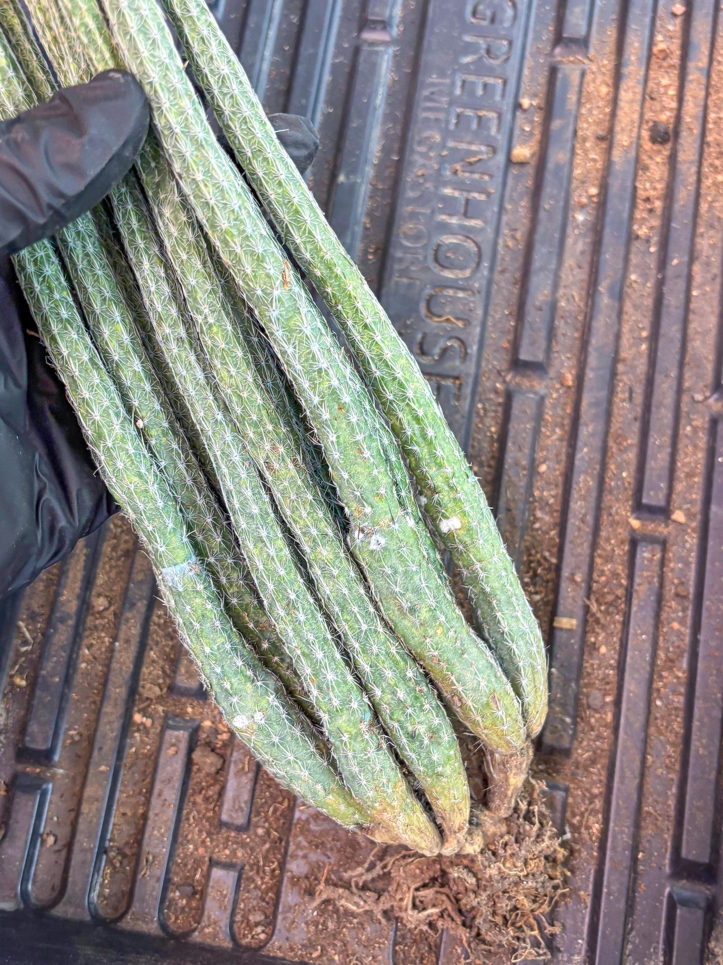 Dahlia Cactus - Wilcoxia poselgeri (Orange) | Rare