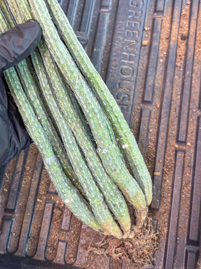 Dahlia Cactus - Wilcoxia poselgeri (Orange) | Rare