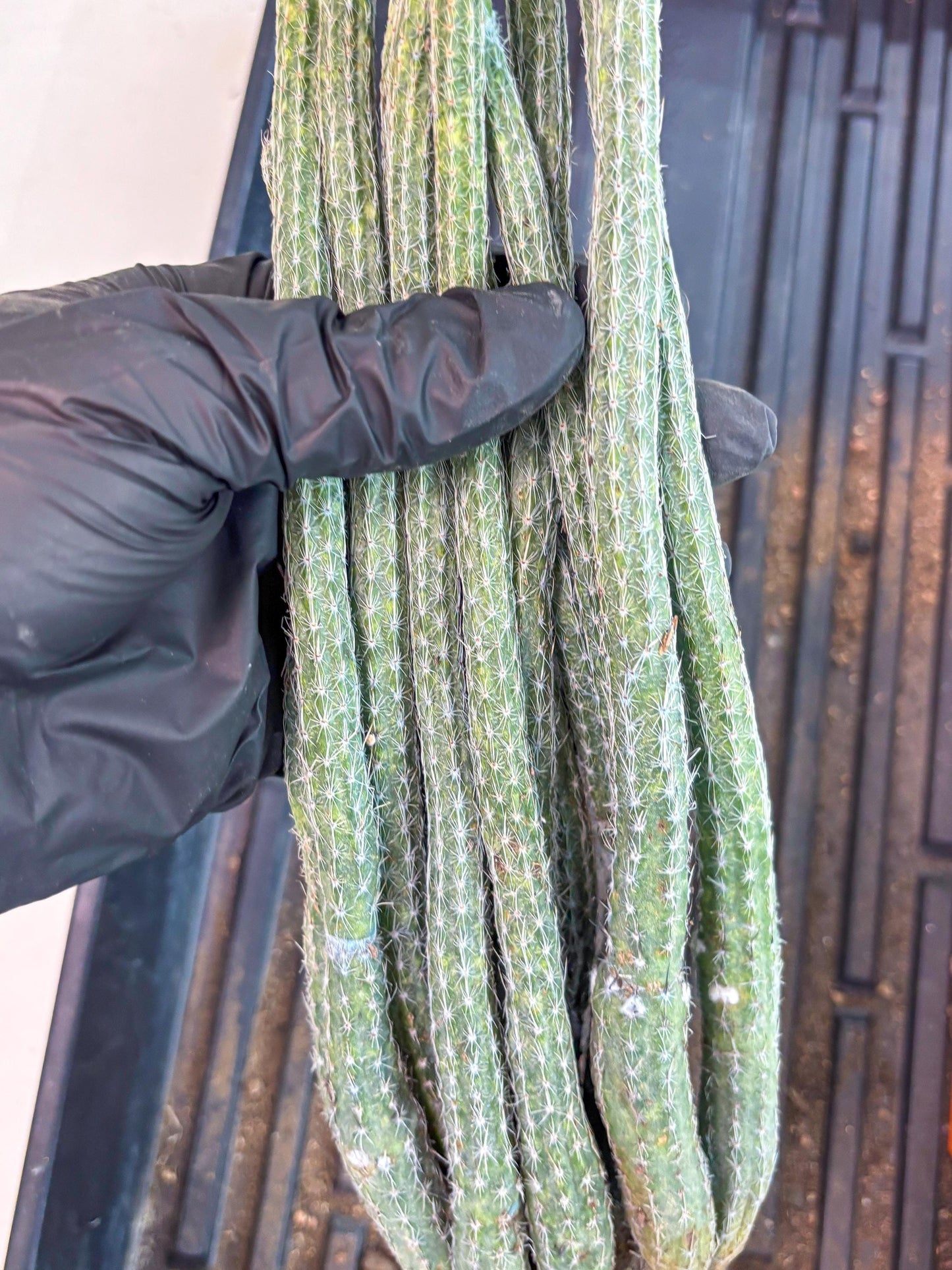 Dahlia Cactus - Wilcoxia poselgeri (Orange) | Rare