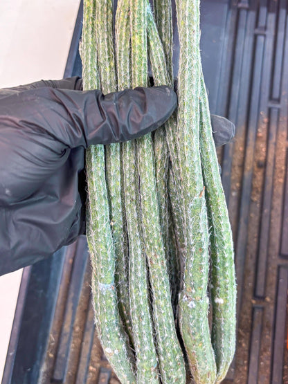 Dahlia Cactus - Wilcoxia poselgeri (Orange) | Rare