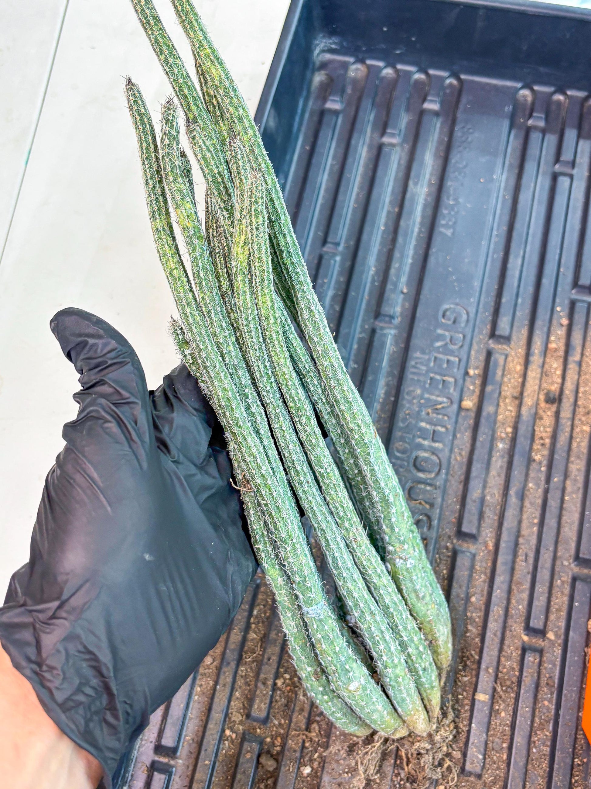 Dahlia Cactus - Wilcoxia poselgeri (Orange) | Rare