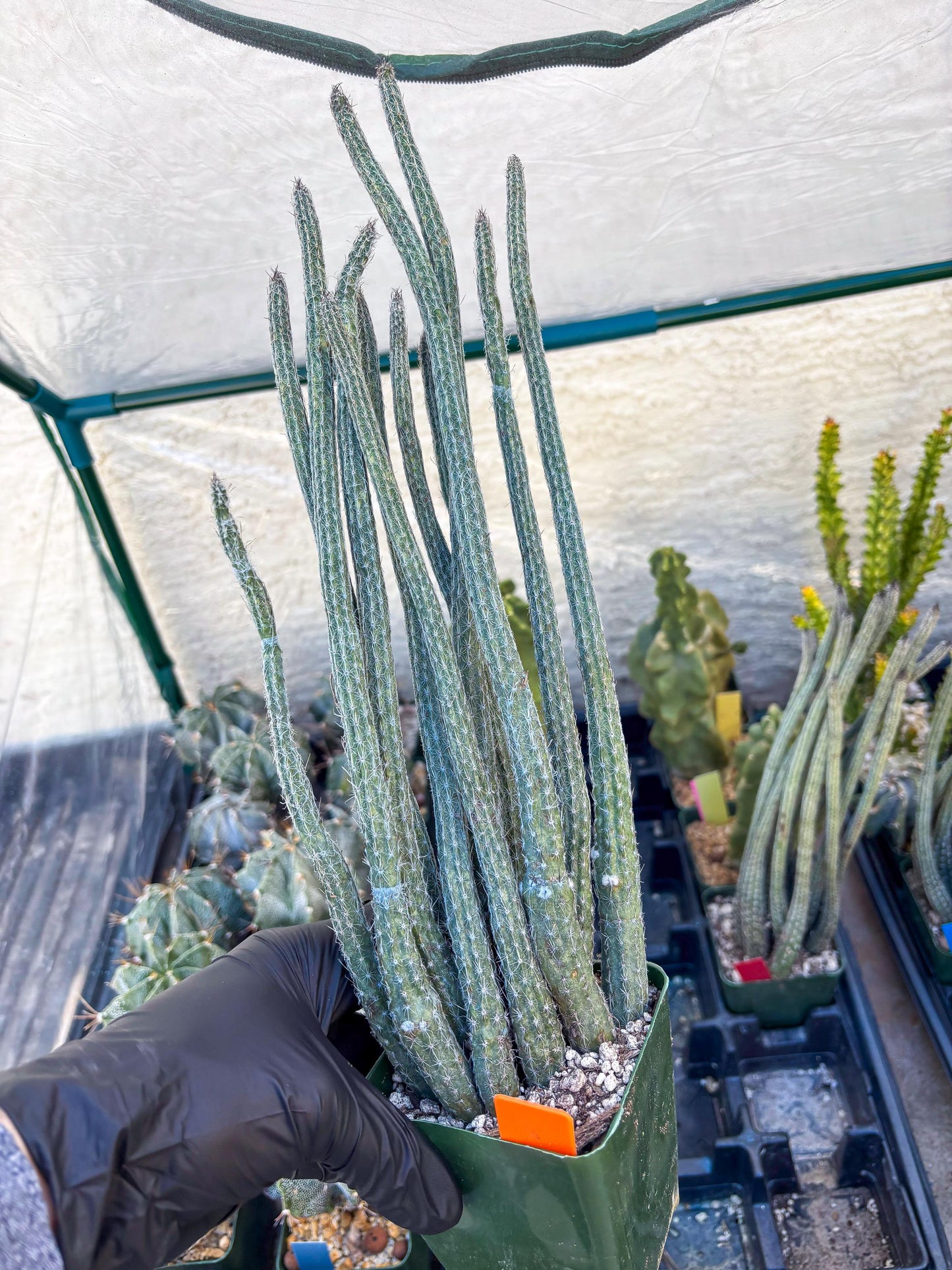Dahlia Cactus - Wilcoxia poselgeri (Orange) | Rare