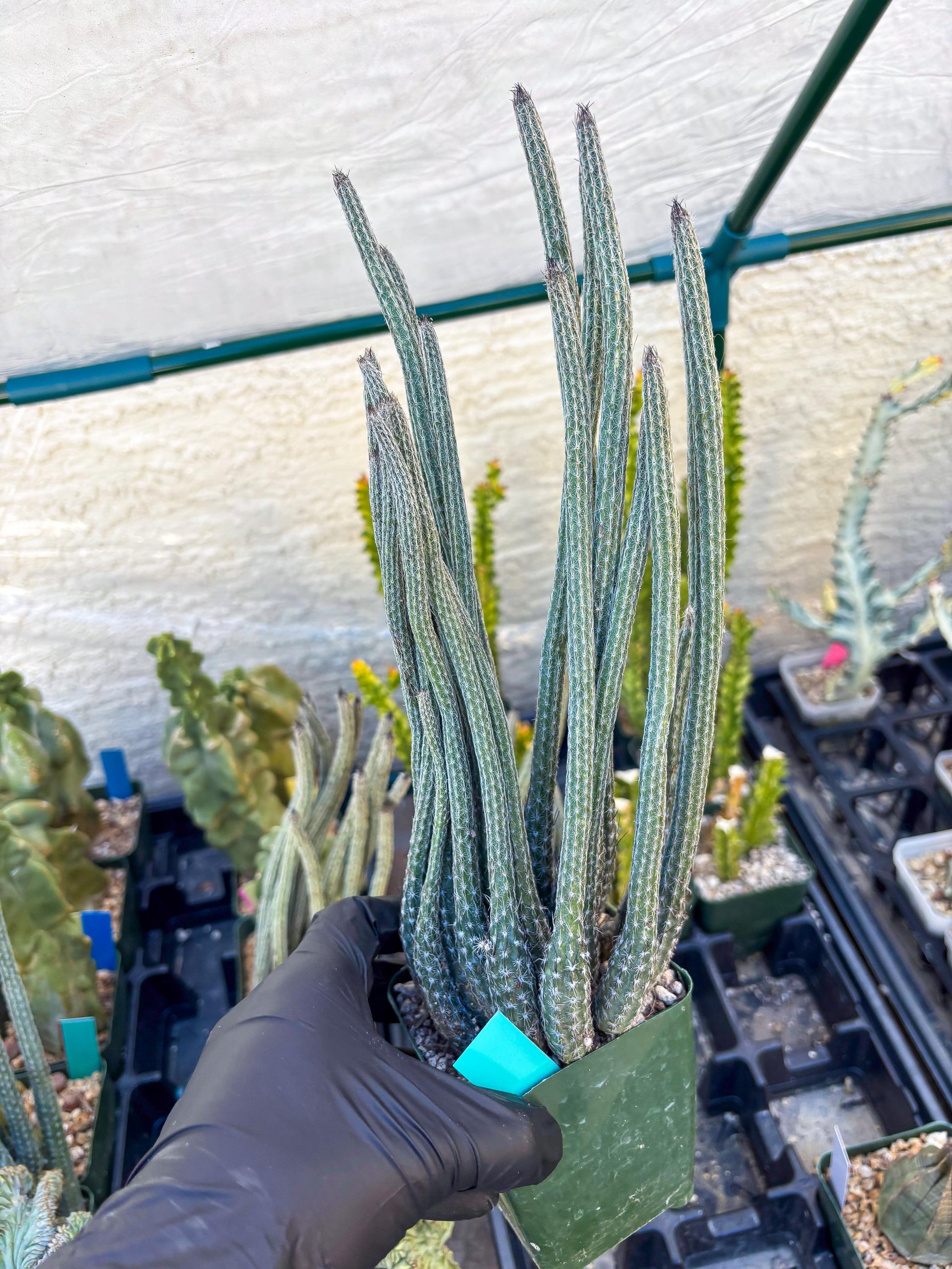 Dahlia Cactus - Wilcoxia poselgeri (Green) | Rare