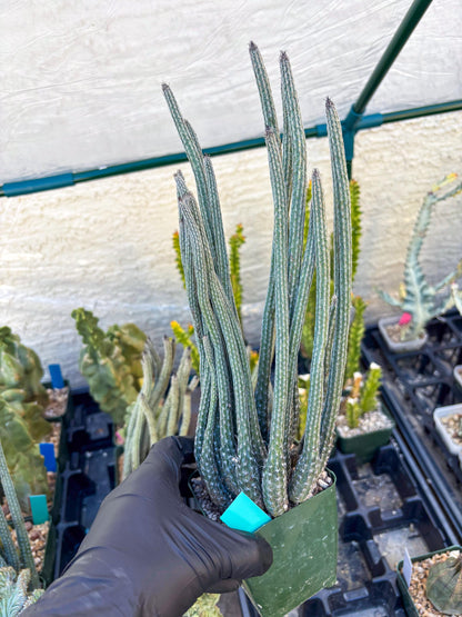 Dahlia Cactus - Wilcoxia poselgeri (Green) | Rare