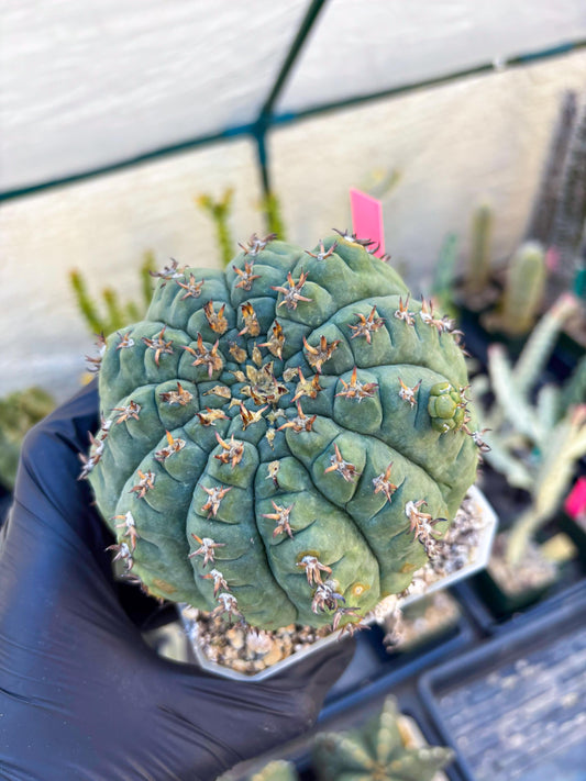 Gymnocalycium spegazzinii v.unguispinum (Pink) | Imported Cactus