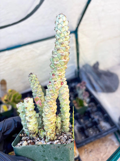 Variegated Euphorb Heteropodum Cluster (yellow) | Rare Plant