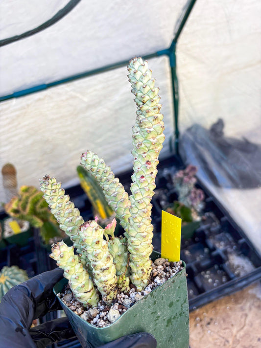 Variegated Euphorb Heteropodum Cluster (yellow) | Rare Plant