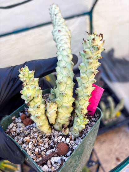 Variegated Euphorb Heteropodum Cluster (pink) | Rare Plant