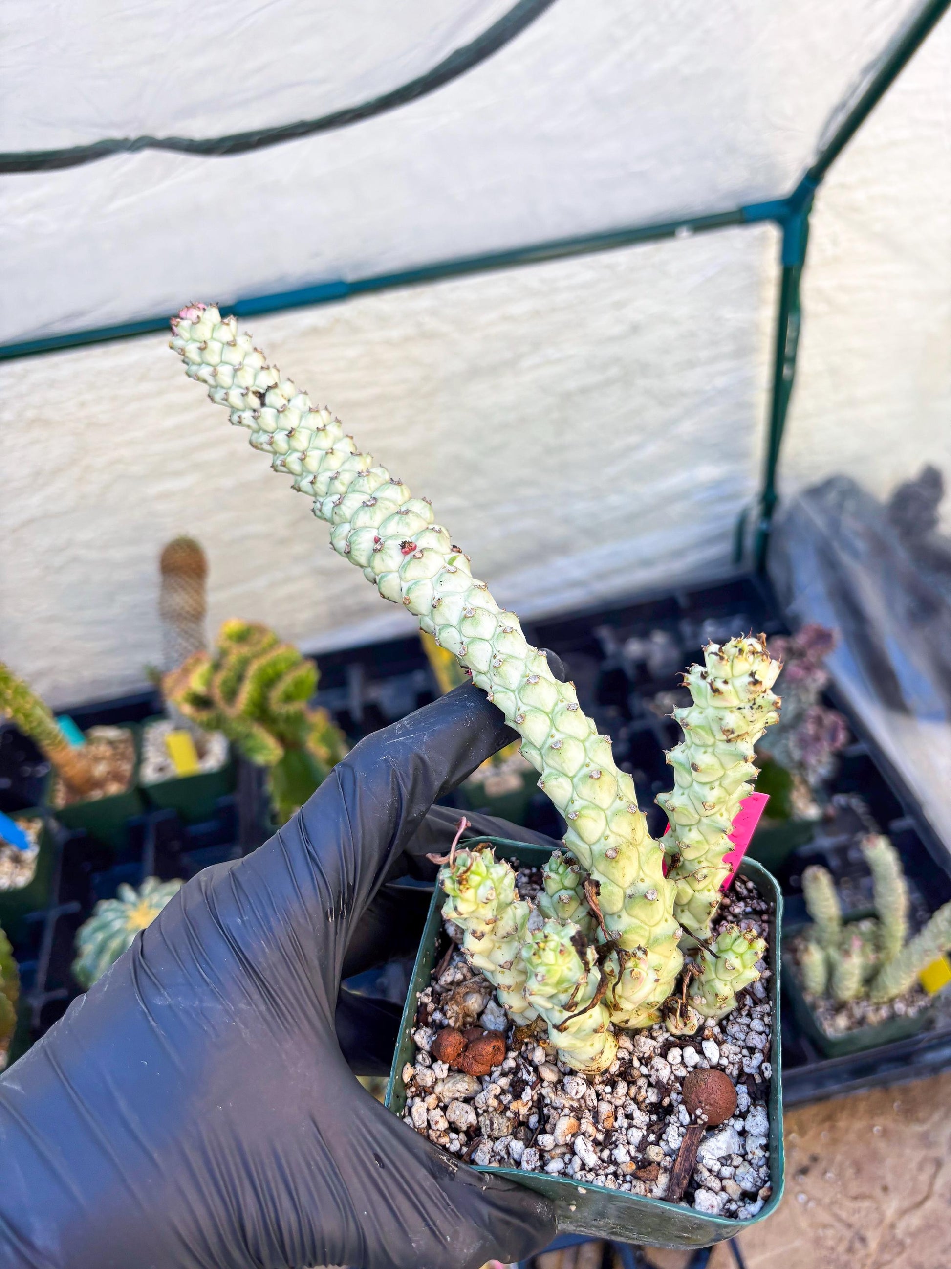 Variegated Euphorb Heteropodum Cluster (pink) | Rare Plant