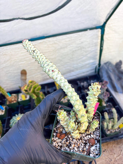 Variegated Euphorb Heteropodum Cluster (pink) | Rare Plant