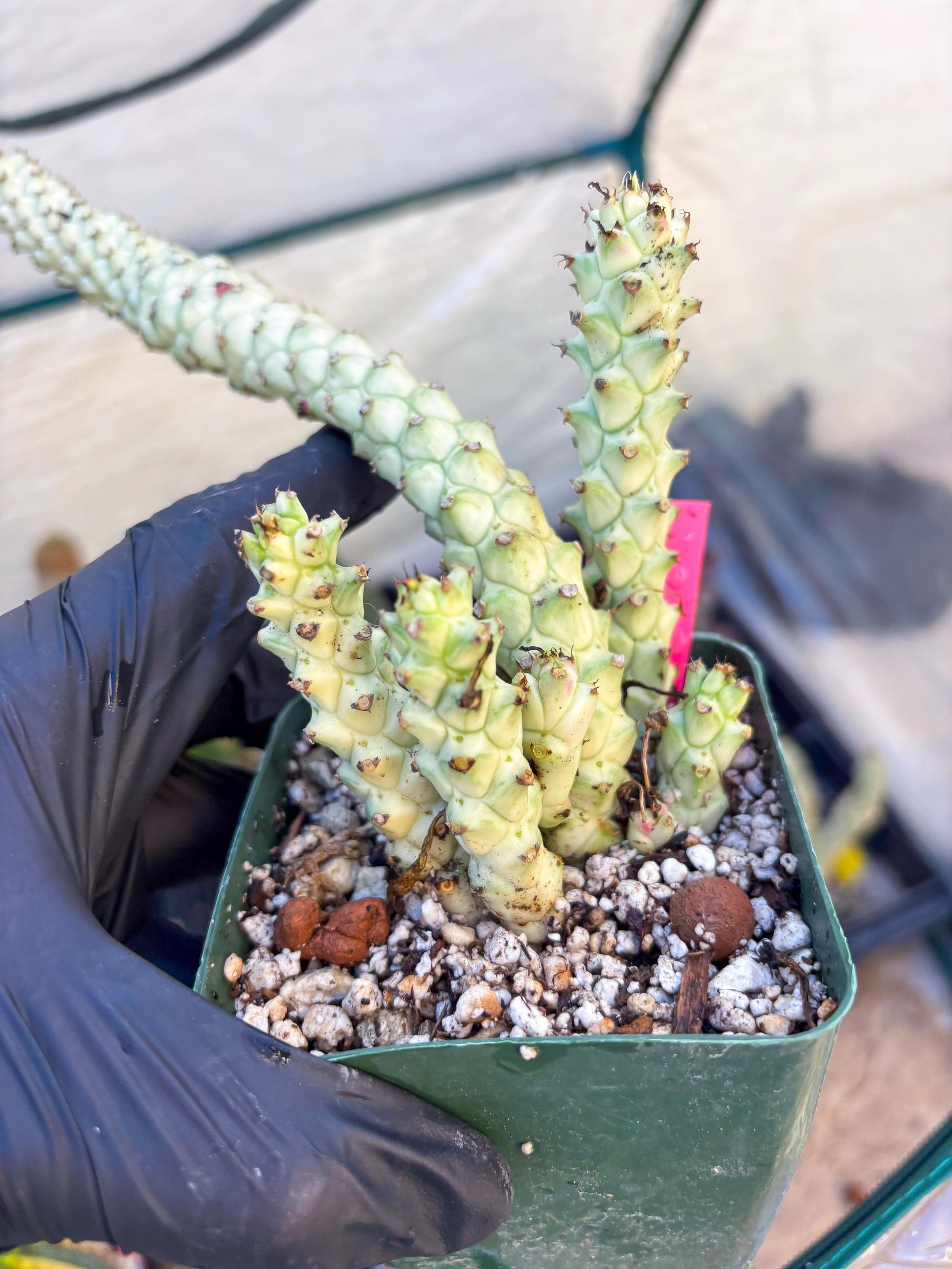 Variegated Euphorb Heteropodum Cluster (pink) | Rare Plant