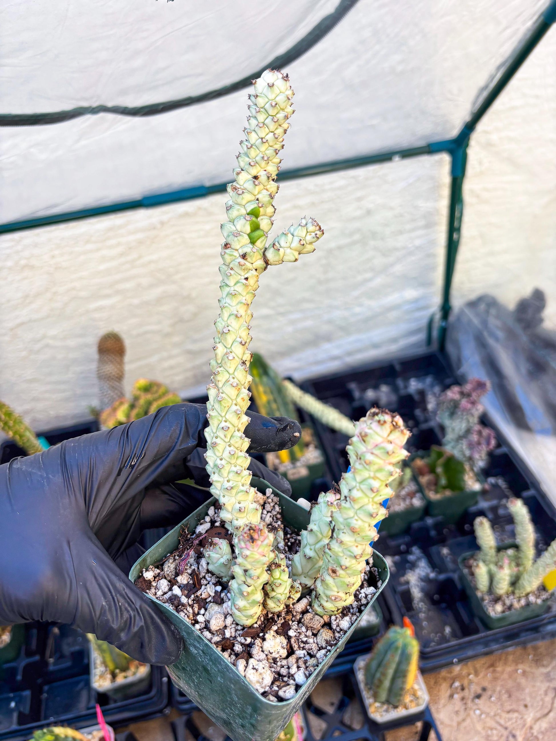 Variegated Euphorb Heteropodum Cluster (blue) | Rare Plant