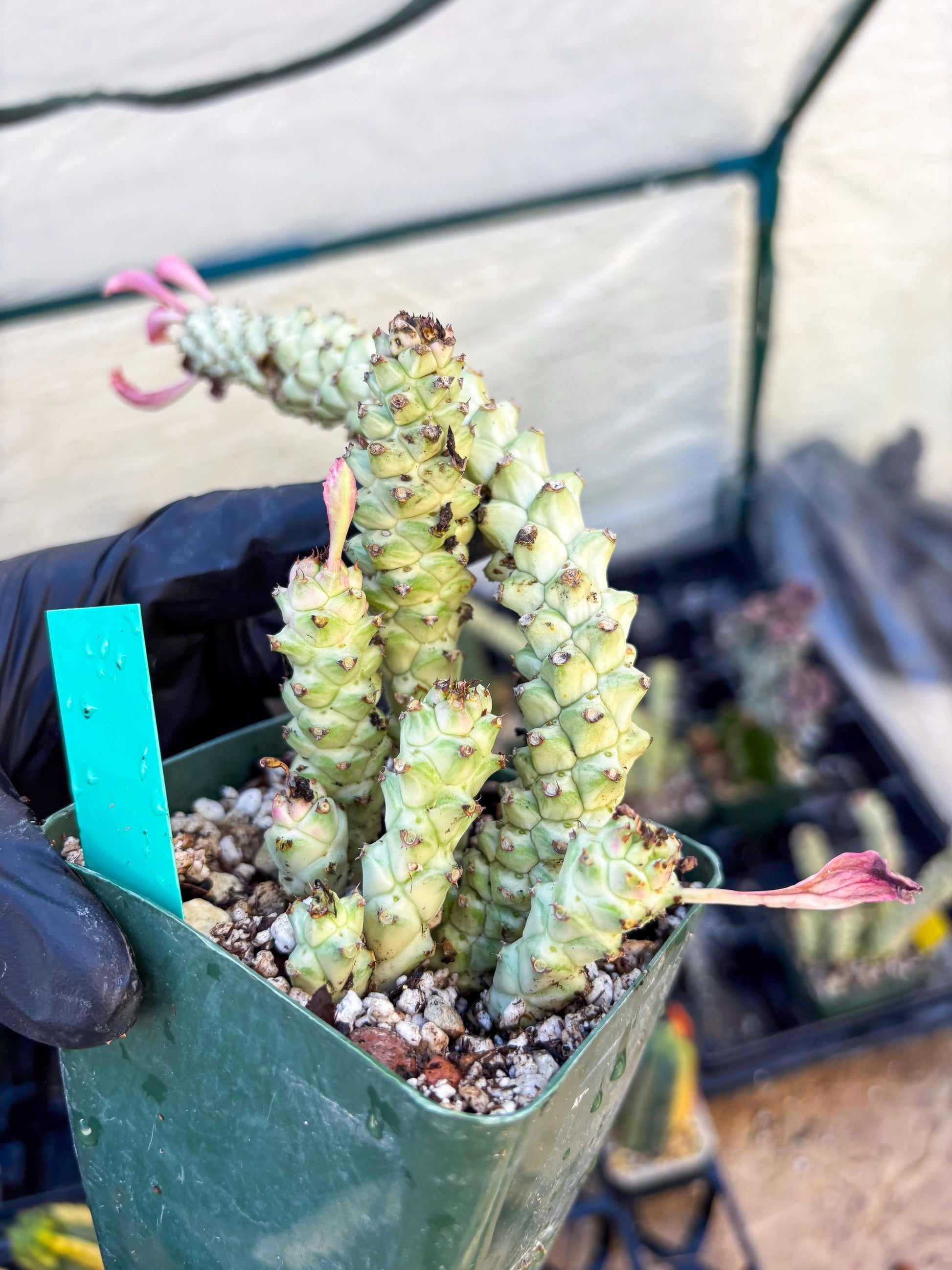 Variegated Euphorb Heteropodum Cluster (Green) | Rare Plant