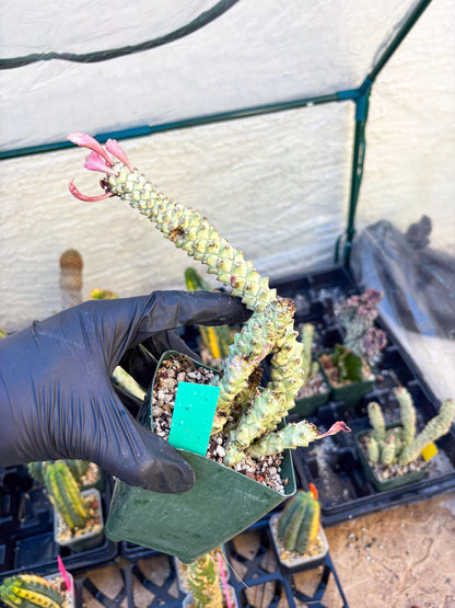 Variegated Euphorb Heteropodum Cluster (Green) | Rare Plant