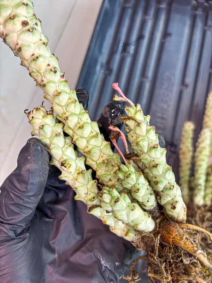 Variegated Euphorb Heteropodum Cluster (pink) | Rare Plant