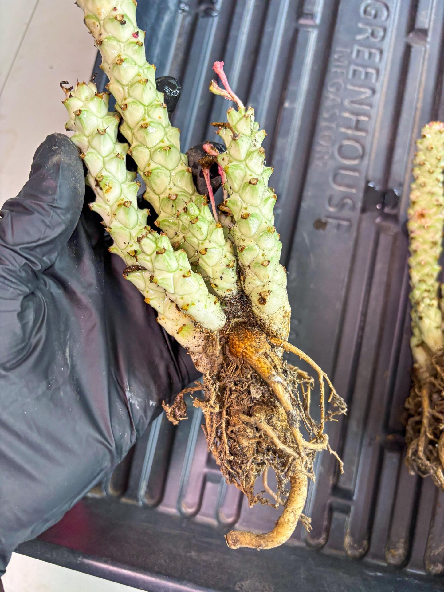 Variegated Euphorb Heteropodum Cluster (pink) | Rare Plant