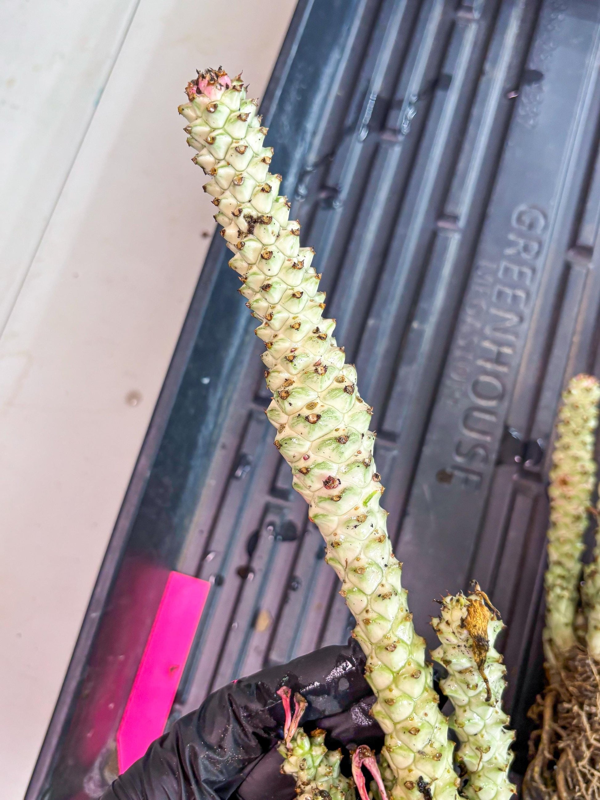 Variegated Euphorb Heteropodum Cluster (pink) | Rare Plant