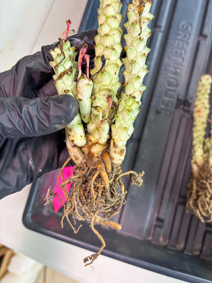 Variegated Euphorb Heteropodum Cluster (pink) | Rare Plant